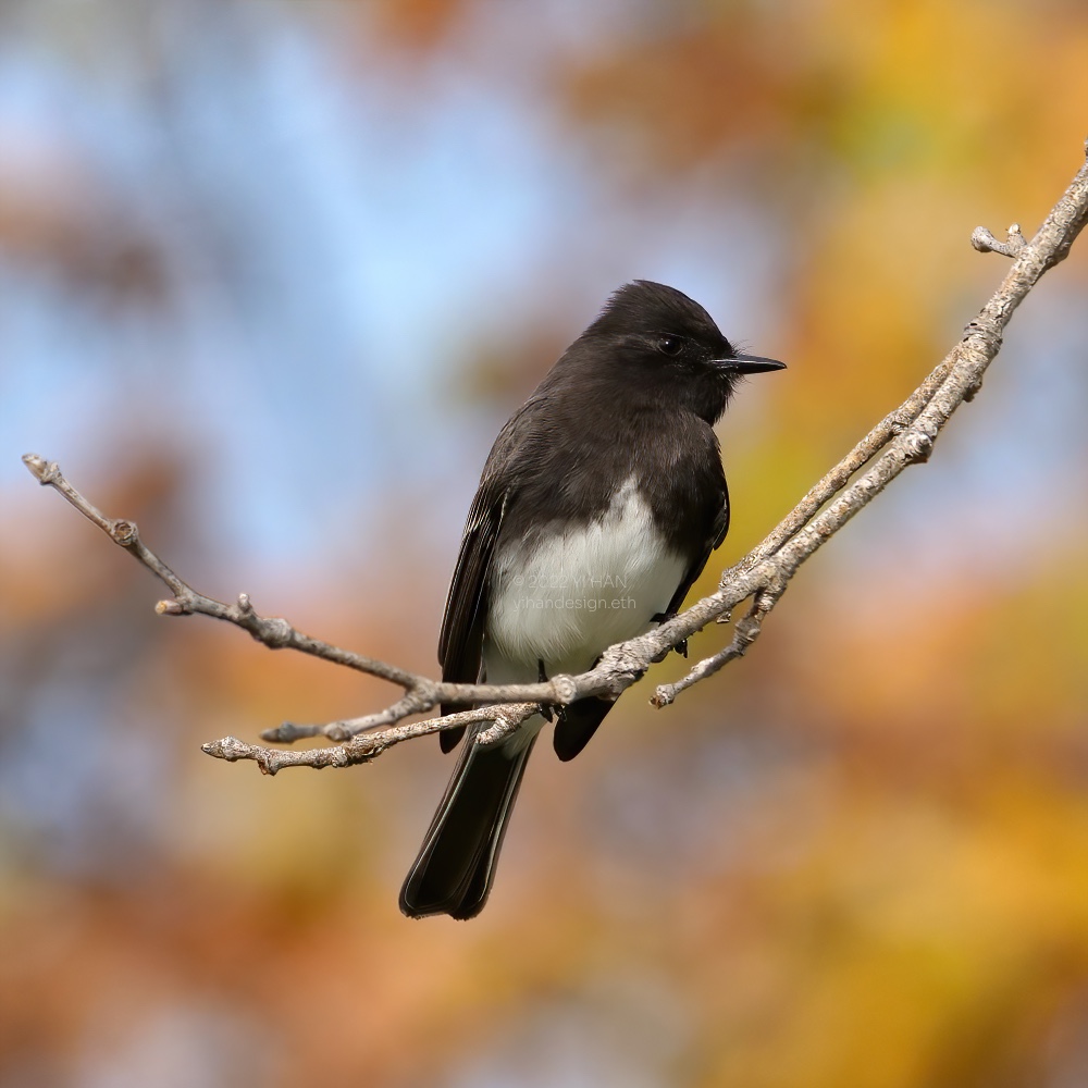 black phoebe